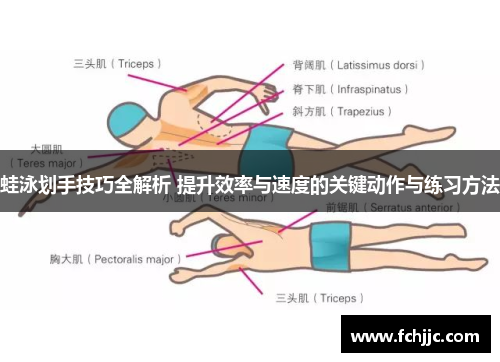 蛙泳划手技巧全解析 提升效率与速度的关键动作与练习方法